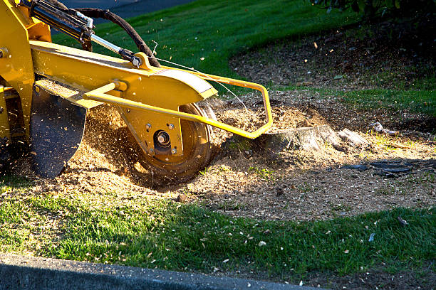 Best Tree Removal Near Me  in Woodlake, VA